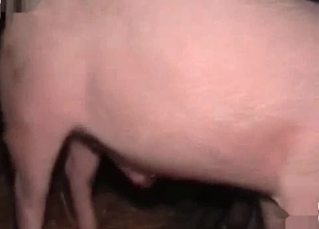 Amateur animal fucking scene