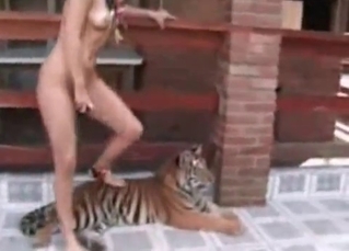 Tiger destroying its prey