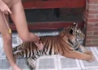 Tiger destroying its prey