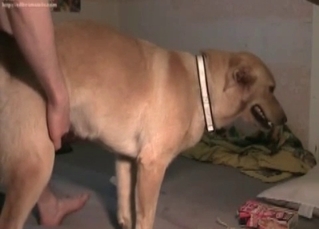 Anal sex action for a retriever