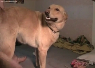 Anal sex action for a retriever
