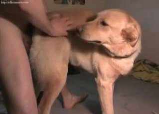 Anal sex action for a retriever