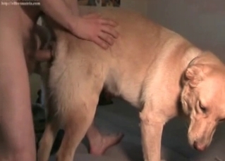 Anal sex action for a retriever