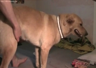 Anal sex action for a retriever