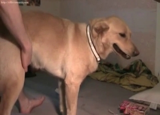 Anal sex action for a retriever