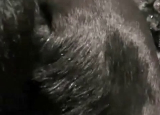Incredible chick massaging puppy’s junk