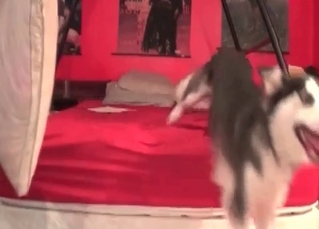 Husky seduced by a redheaded hottie
