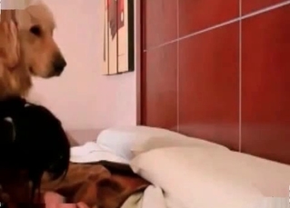 Devouring that thick dog cock