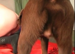Rabid dog fucking furiously