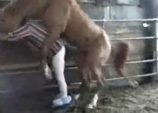 Sexy brown horse fucking a dude