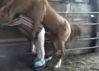 Sexy brown horse fucking a dude