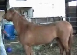 Sexy brown horse fucking a dude