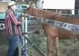 Sexy brown horse fucking a dude
