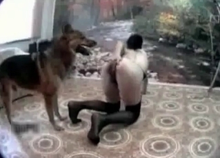 Tight pussy used by a shepherd