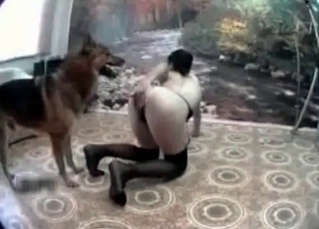 Tight pussy used by a shepherd