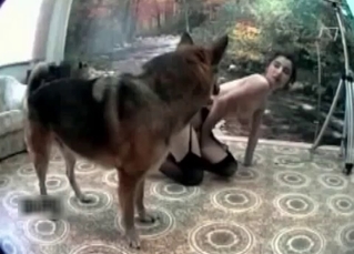 Tight pussy used by a shepherd