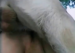 Animal gets off on it
