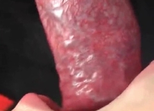 Dog cock getting shamelessly sucked