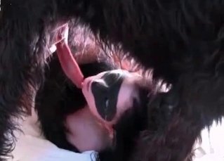 Big dog gets some deep throating action