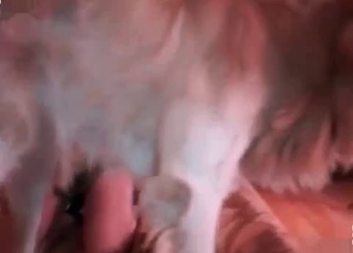 Dog cock getting worshiped