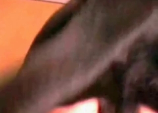Rimjob performed by a depraved dog