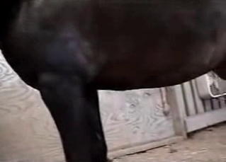 Fantastic animal fucking