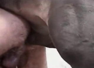 Fantastic animal fucking