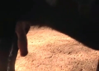 Hot babe fucking an animal