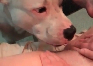 Pussy licking action from a retriever