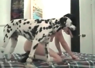 Kinky Dalmatian partaking in this sex extravaganza
