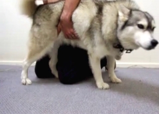 Husky getting ready for plowing