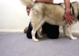 Husky getting ready for plowing