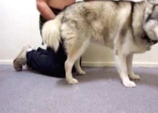 Husky getting ready for plowing