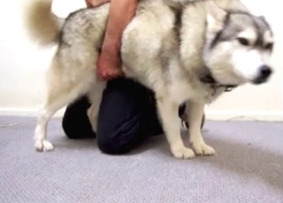 Husky getting ready for plowing