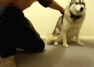Husky getting ready for plowing