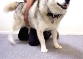 Husky getting ready for plowing