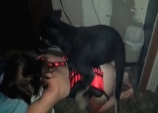 Black Doberman showing its sexual might