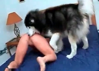 Hottie loves her chubby husky