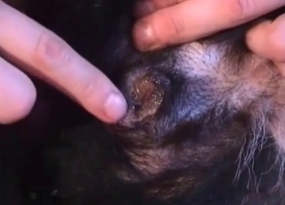 Puppy gets it up the rear end and loves it