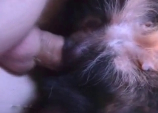 Puppy gets it up the rear end and loves it