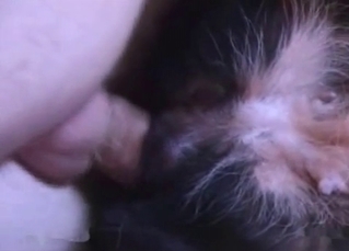 Puppy gets it up the rear end and loves it