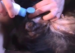 Puppy gets it up the rear end and loves it