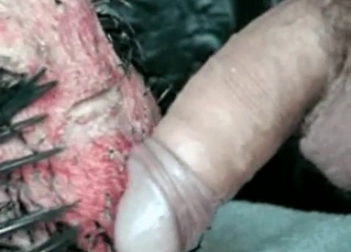 Kinky sex with animals
