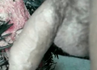 Kinky sex with animals