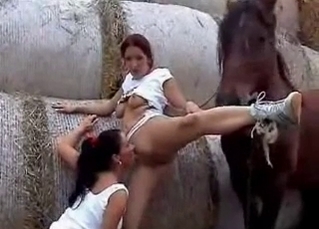 Brown horse loves human pussy