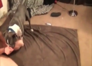 Cute dog pleasuring the owner