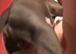 Cute dog pleasuring the owner