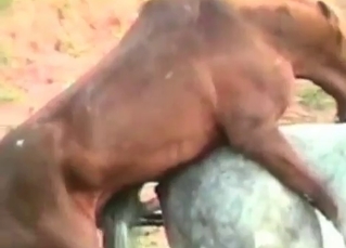 Guys gangbanging a hot horse