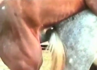 Guys gangbanging a hot horse
