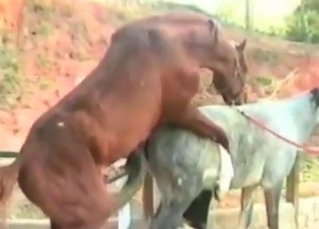 Guys gangbanging a hot horse